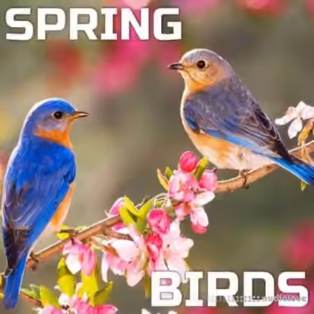Cloud Nine Records Spring Birds [FLAC]