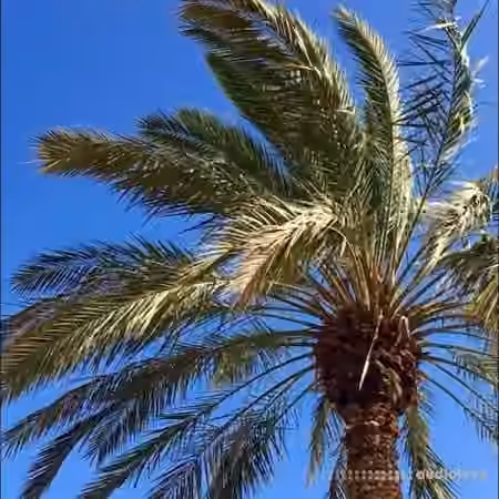 Noiiz Tropical Bass Vocals by Daniel Haaksman [WAV]